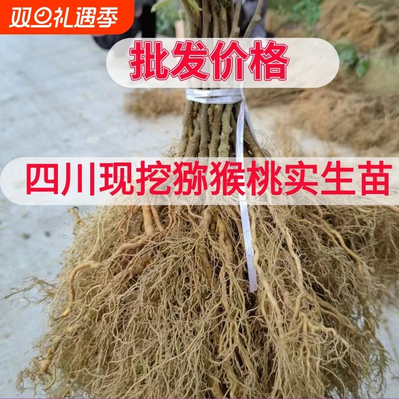 四川野生猕猴桃苗猕猴桃砧木苗母本实生猕猴桃苗未嫁接猕猴桃树