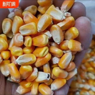 粮食东北玉米粒玉米10鸡鸭饲料喂鸡鸽子家禽钓鱼打窝天内发货批发