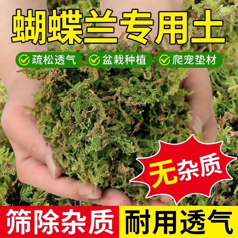 水苔蝴蝶兰专用营养土青苔干苔藓兰花植料爬宠种植