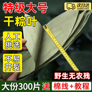 粽子叶干新鲜包粽子专用的大号野生竹箬端午老式材料商批发送粽绳