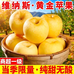 正宗山东维纳斯黄金苹果脆甜非黄元 苹果整箱 帅奶油富士丑新鲜当季