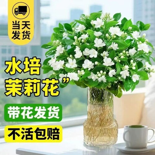 水培茉莉花带花苞盆栽四季开花室内水养植物办公室桌面好养活花卉 - 封面