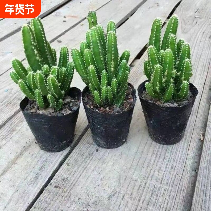 万重山多肉植物稀有贵货自然锦多肉植物仙人掌球盆栽办公室盆栽