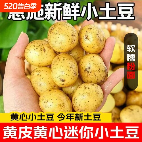 恩施高山新鲜黄心小土豆