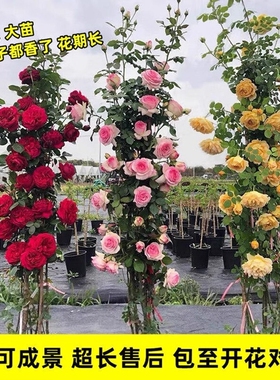 1米6特大蔷薇花苗藤本月季庭院爬藤种绿植物四季开花盆栽花卉玫瑰