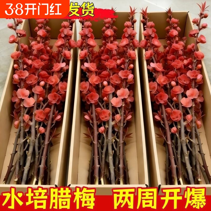 遇水开花鲜枝水培梅花枝带花苞耐寒花卉绿植懒好养花期客厅腊梅花