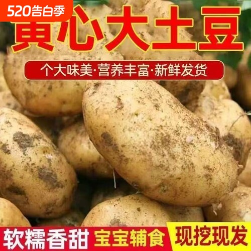 新鲜土豆现挖黄皮土豆洋芋农家