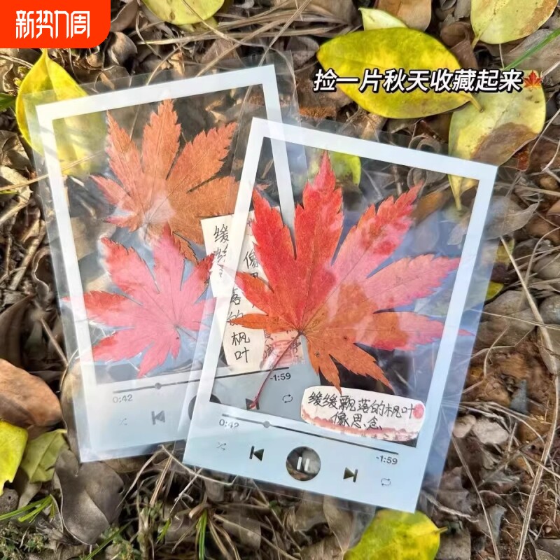 干花书签植物标本塑封膜秋天收集枫叶手工diy材料透明树叶粘贴画