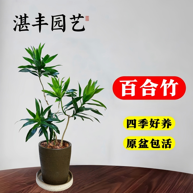 百合竹小苗客厅绿植高端室内旺宅真花盆栽老桩阳台四季好养活植物