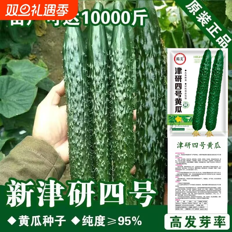 绿心黄瓜种子阳台专用原种四季高产盆栽菜种子蔬菜种四号强雌耐热