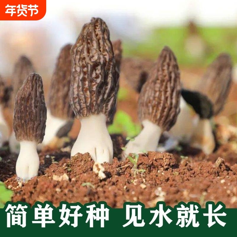 羊肚菌菌种家种速产羊肚菌新鲜菌种可食用菌四季阳台庭院菌菇