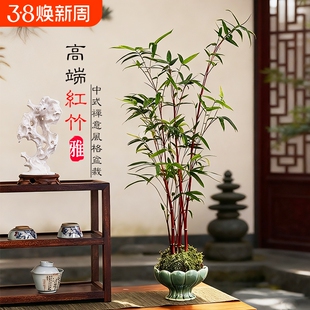 红竹苔藓球观音竹子盆栽水培植物景观凤尾竹米竹客厅桌面观赏盆景