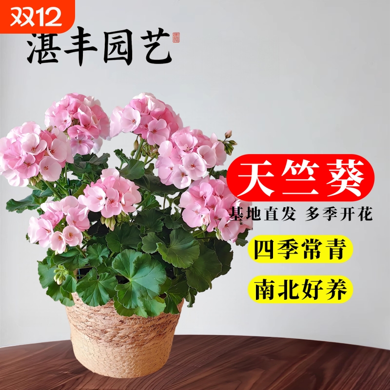 耐热重瓣天竺葵盆栽玫瑰小姐