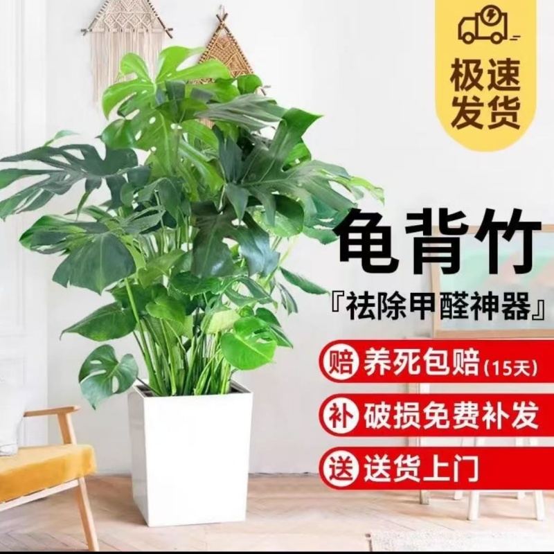 龟背竹客厅大盆栽室内大叶老桩大植物电视柜旁边大型绿植落地甲醛