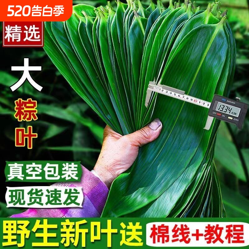粽子叶新鲜大号粽叶包粽子专用棕叶特大号竹叶现摘包粽子的叶子叶