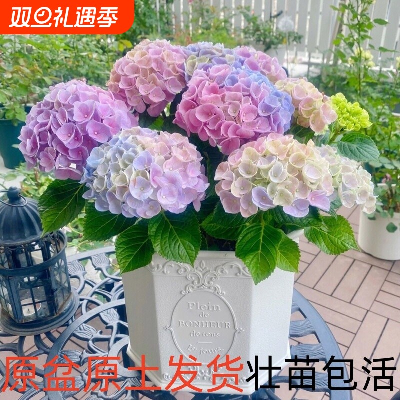 大花绣球苗四季开花无尽夏盆栽花卉绿植物室内好养室外耐寒老桩
