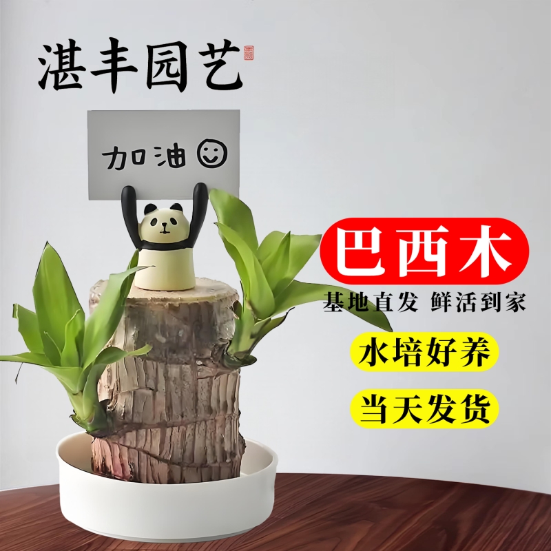 巴西木水养幸运木开花带芽绿植