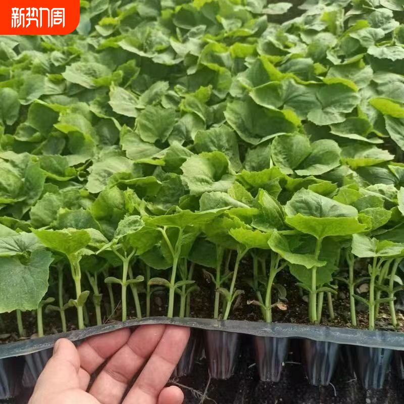 四季阳台旱黄瓜秧苗蔬菜种苗黄瓜苗水果黄瓜秧苗盆栽苗大黄瓜秧苗
