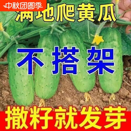 满地爬水果黄瓜种子不搭