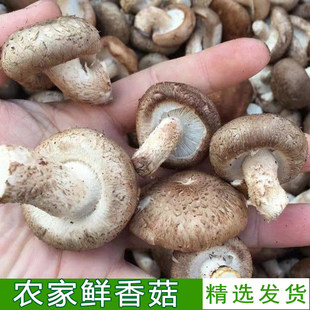 农家鲜香菇新鲜蘑菇个头均匀现摘蔬菜蘑菌类煲汤食材整箱花菇特产