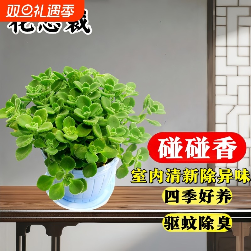 碰碰香盆栽花绿植老桩植物食用薄荷花卉客厅桌面驱蚊香草大水培