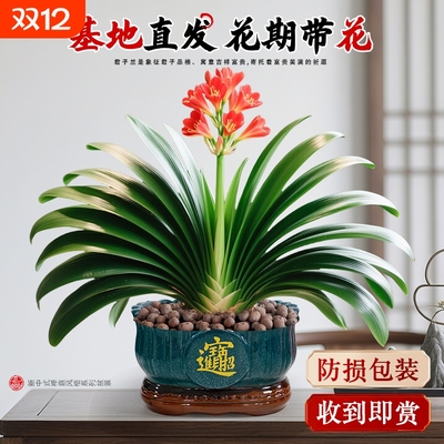 君子兰盆栽带花苞名贵绿植