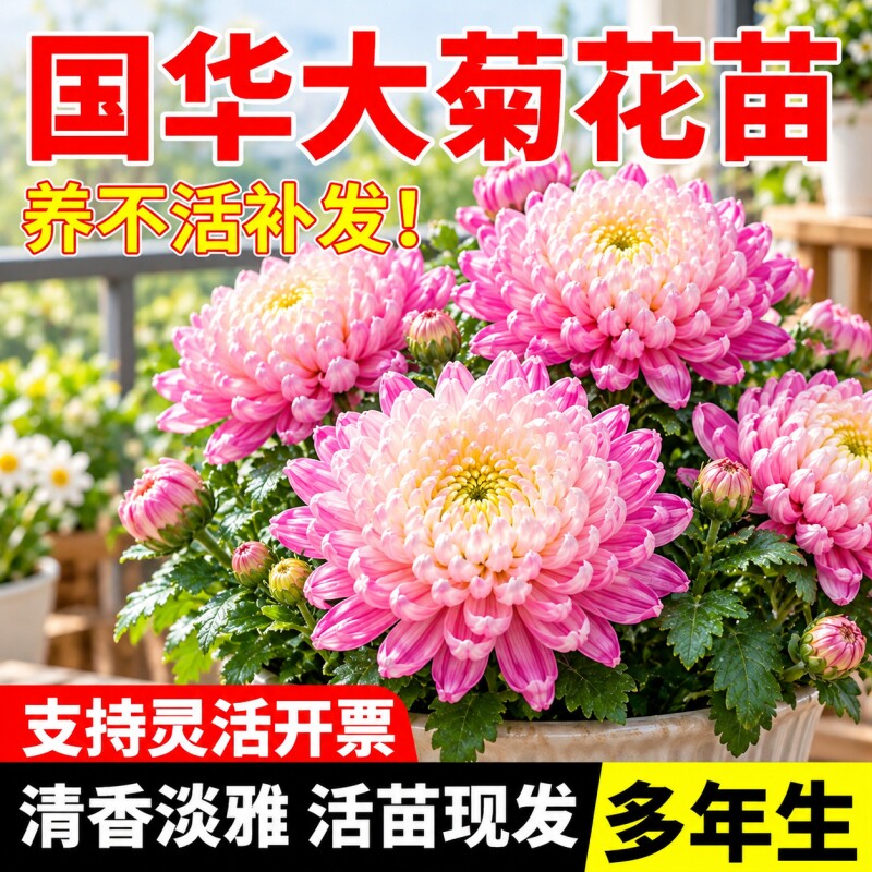 国华大菊花苗四季开花盆栽九月菊荷兰菊室内外植物花期长好养花卉