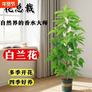 白兰花盆栽树苗老桩黄角兰带花苞室内庭院花卉花苗白玉兰开花阳台