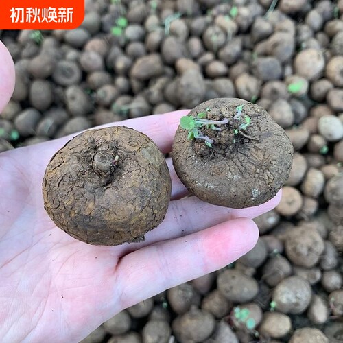 红藤山乌龟金不换植物圆叶爬藤圆叶室内水培盆景客厅盆栽阳台绿植