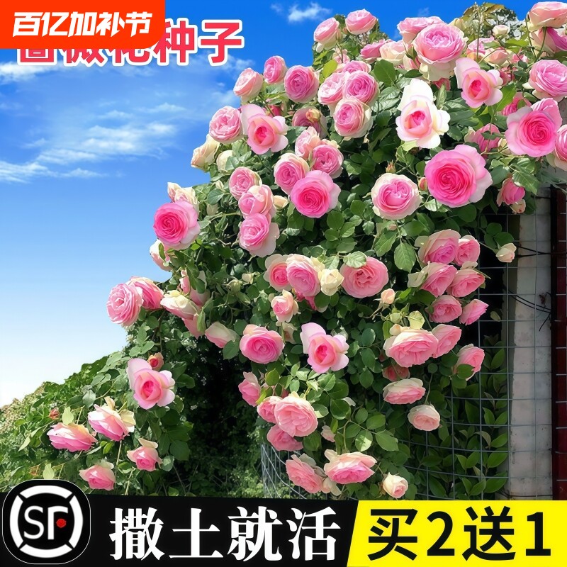 蔷薇花种子种籽子室外播种花籽爬墙植物四季开花卉庭院爬藤月季花
