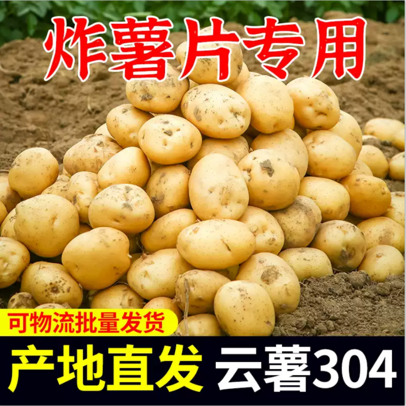 云薯304土豆炸薯片土豆片炸专用新鲜高山黄心包邮洋芋烧烤好吃