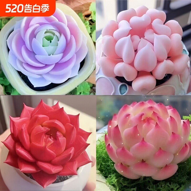 精品多肉植物盆栽组合蓝姬莲水蜜桃防辐射新手室内净化空气