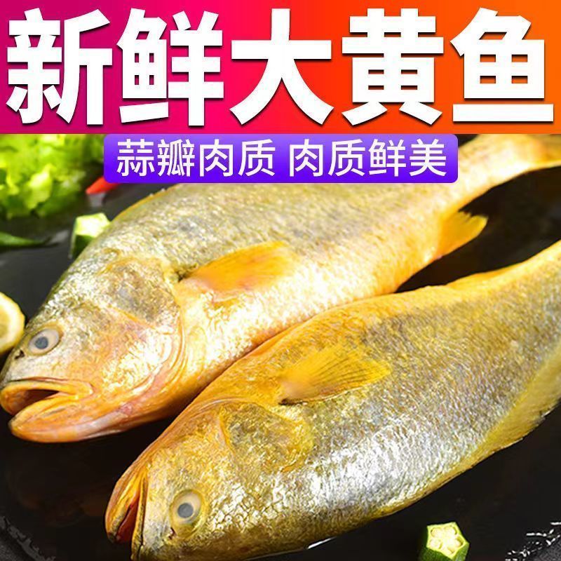 特大黄花鱼新鲜正宗海捕超大深海黄鱼海鲜速冻黄鱼整箱批发黄花鱼