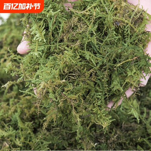 蝴蝶兰水苔兰花专用苔藓植物垫材