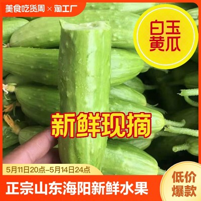 正宗山东海阳白玉黄瓜新鲜蔬菜