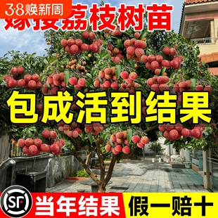 荔枝树苗嫁接果树苗无核桂味四季种植盆栽水果苗超甜结果大果进奉
