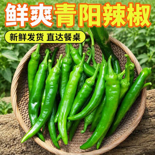 正宗青阳辣椒新鲜农家现摘青辣椒应季尖椒时令蔬菜炒肉鲜辣香辣