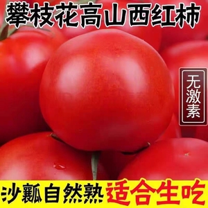 正宗西红柿5斤自然熟非普罗旺斯沙瓤小番茄新鲜现摘蔬菜生吃水果