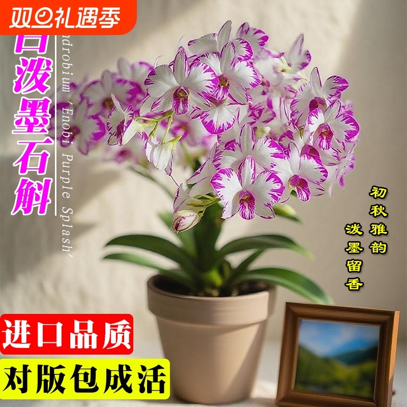 白泼墨秋石斛兰花苗室内盆栽阳台好养浓香水培花卉绿植客厅带花