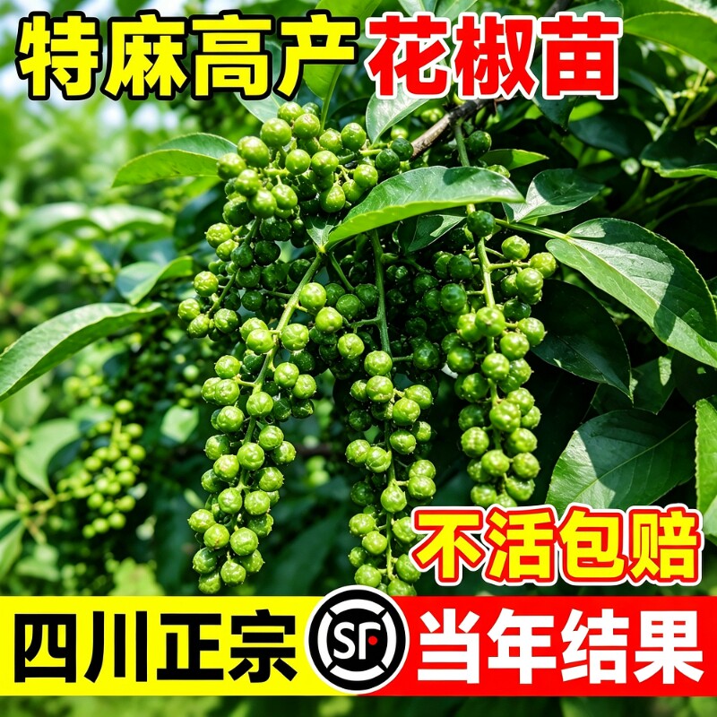 【不活包赔】正宗四川汉源花椒苗图片