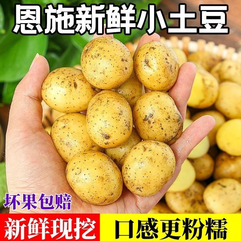 恩施发货正宗恩施小土豆农家新鲜洋芋迷你黄心士豆马铃薯整箱蔬菜