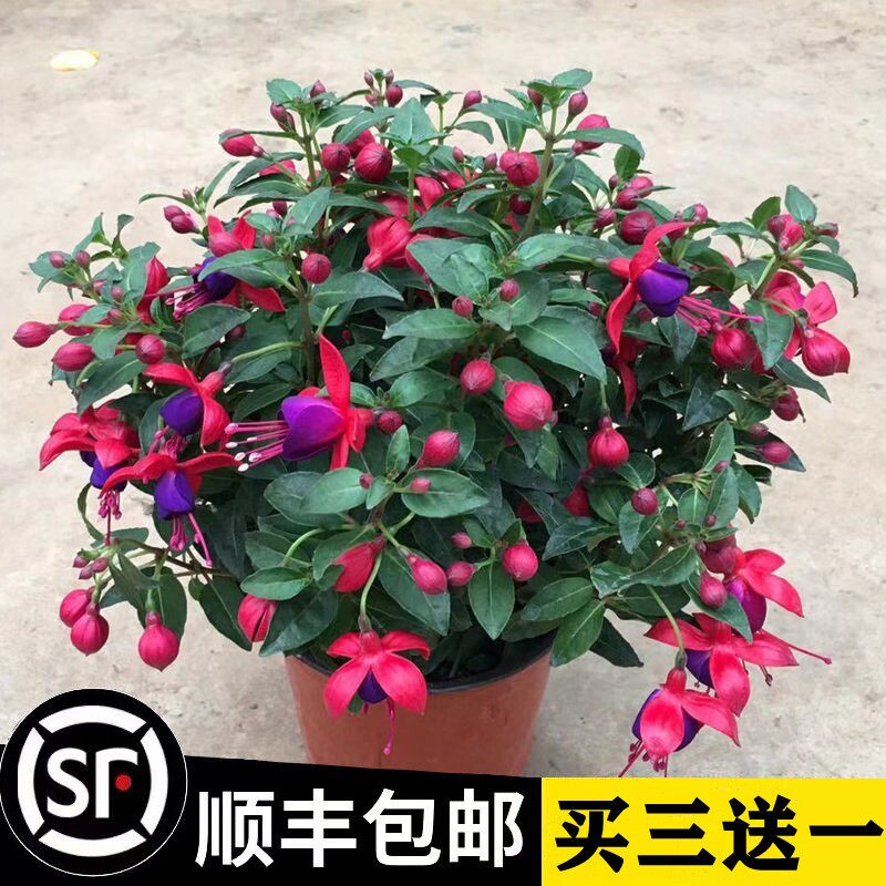 重瓣倒挂金钟花苗灯笼花盆栽室内绿植阳台四季开花带花苞不断花卉图片