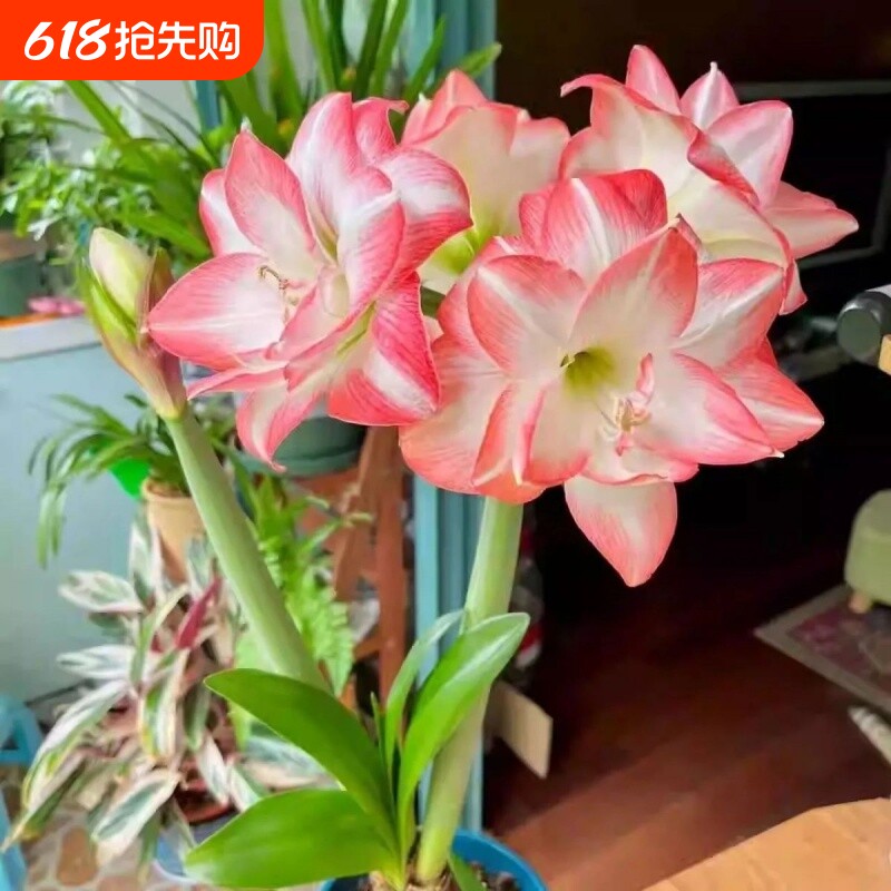 常年朱顶红重瓣耐寒阳台花卉大球开花景观植株客厅童话美观花孔雀