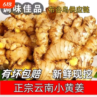 【优质】云南高山小黄姜新鲜生姜子姜现挖高山姜土姜种子蔬菜辛辣