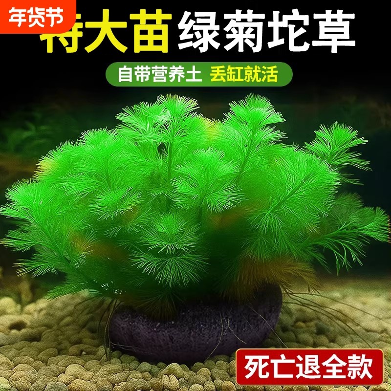 绿菊坨草水草植物鱼缸造景装饰阴性净水蜈蚣草增氧绿植沉底淡水