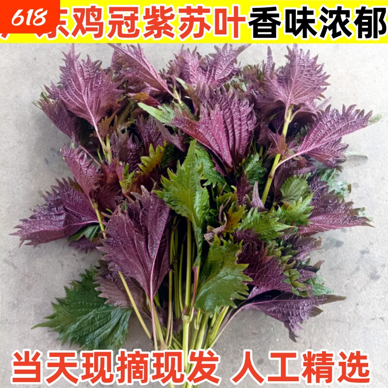 广东邹叶鸡冠紫苏叶现摘现发紫苏幼苗庭院盆栽可食用鸡冠紫苏新鲜