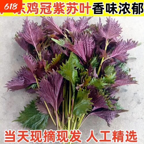 广东邹叶鸡冠紫苏叶现摘现发紫苏幼苗庭院盆栽可食用鸡冠紫苏新鲜