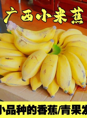 [精选]广西正宗小米蕉现摘新鲜小香蕉软糯香甜自然熟孕妇水果整箱