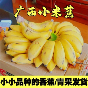 [精选]广西正宗小米蕉现摘新鲜小香蕉软糯香甜自然熟孕妇水果整箱