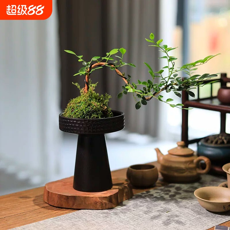 苔藓球绿植水培植物悬崖九里香室内桌面小盆栽茶台植物摆件好养图片